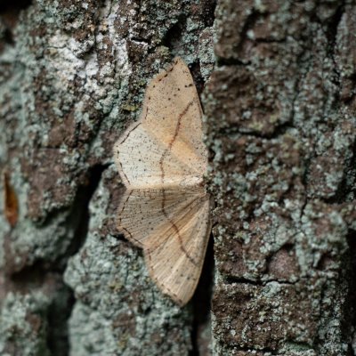Cyclophora punctaria (očkovec dubový), Žebětín