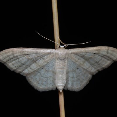 Idaea deversaria (žlutokřídlec lesní), Zbýšovská halda
