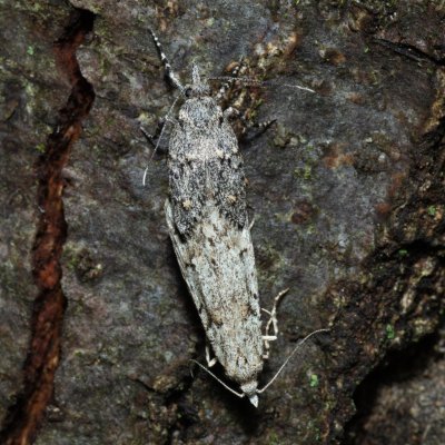 Diurnea fagella (šedivěnka jarní), PR Kamenný vrch