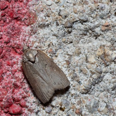 Nycteola revayana (můrka listová), Hornek