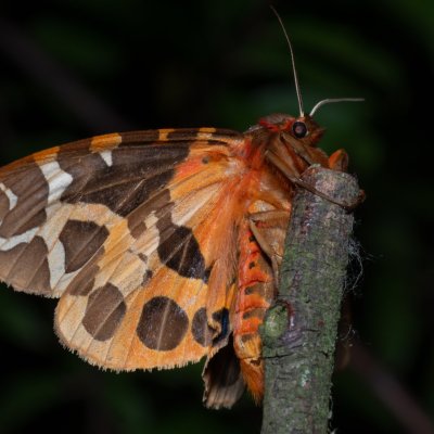 Arctia caja (přástevník medvědí), Hrabětice