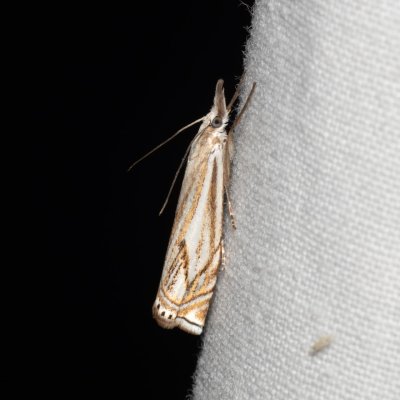 Crambus lathoniellus (travařík obecný), Žebětín