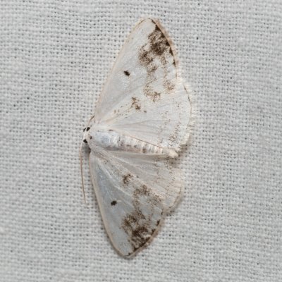 Lomographa temerata (tmavoskvrnáč zahradní), PP Černice