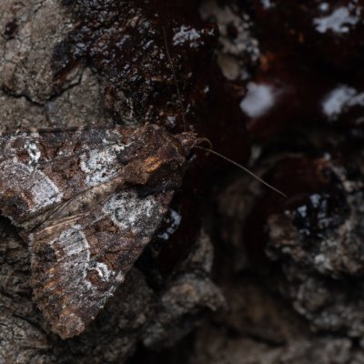 Mesapamea secalis/secalella (šedavka/přehlížená), Hrušovany u Brna