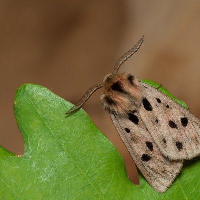 Chelis maculosa (přástevník svízelový), PP Černice