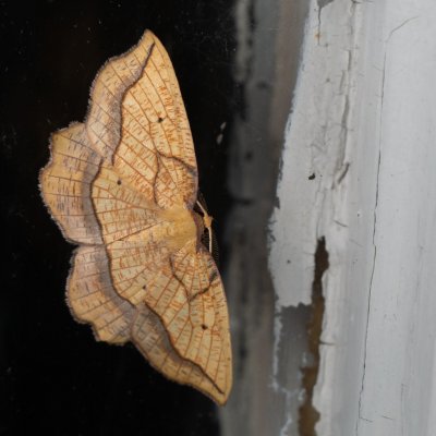 Epione repandaria (zejkovec topolový), SK, Štôla