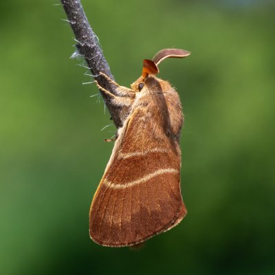 Macrothylacia rubi (bourovec ostružiníkový), PR Svatý kopeček
