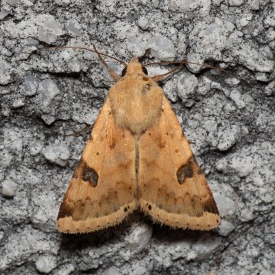 Heliothis peltigera (černopáska stěhovavá), HR, Jablanac