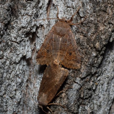 Conistra vaccinii (zimovnice brusnicová), Hády - odkaliště