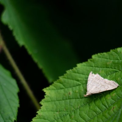 Polypogon strigilata (žlutavka dubová), Hornek