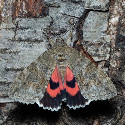 Catocala nupta (stužkonoska olšová), Augšperský potok