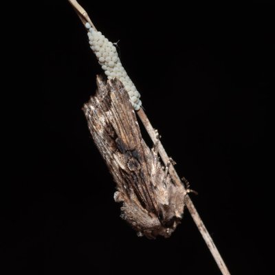 Egira conspicillaris (můra trávová), PR Liščí vrch