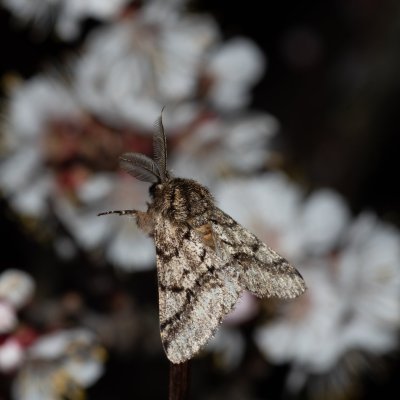 Lycia hirtaria (drsnokřídlec třešňový), PP Člupy