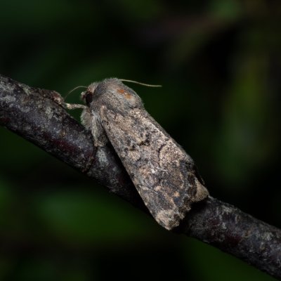 Luperina testacea (travařka hlínožlutá), PR Kamenný vrch