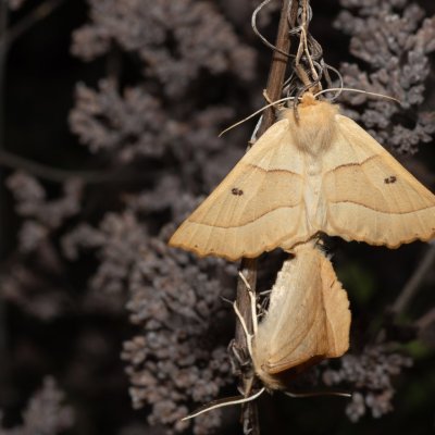 Crocallis elinguaria (zejkovec lesní), PP Na cvičišti