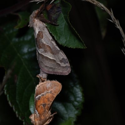 Triodia sylvina (hrotnokřídlec salátový), PR Kamenný vrch