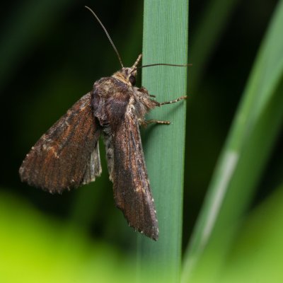 Apamea crenata (šedavka lemovaná), Augšperský potok