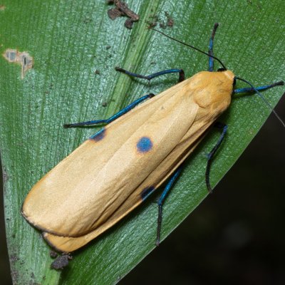 Lithosia quadra (lišejníkovec čtveroskvrnný), Žebětín