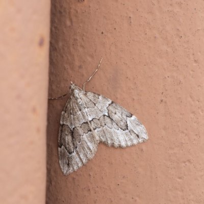 Thera juniperata (píďalka jalovcová), Ostrov u Macochy