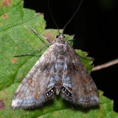 Cataclysta lemnata (vílenka okřehková), Hrabětice