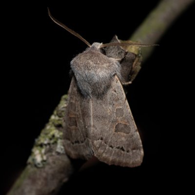 Orthosia populeti (jarnice topolová), Hády - odkaliště