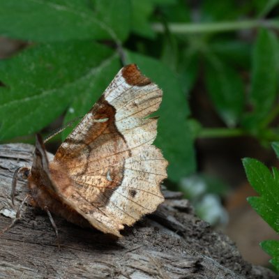 Selenia tetralunaria (zejkovec čtyřměsíčný), Augšperský potok