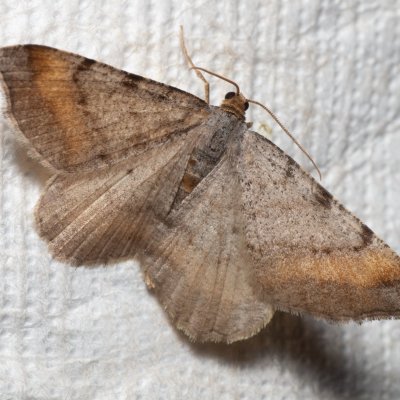 Macaria liturata (kropenatec sosnový), Podkomorské lesy, Kopeček