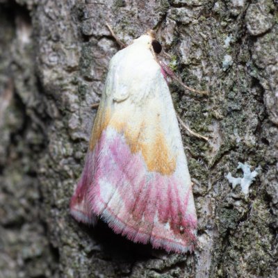 Eublemma purpurina (drobnička pcháčová), Hrušovany u Brna