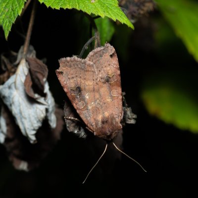 Xestia baja (osenice rulíková), Augšperský potok