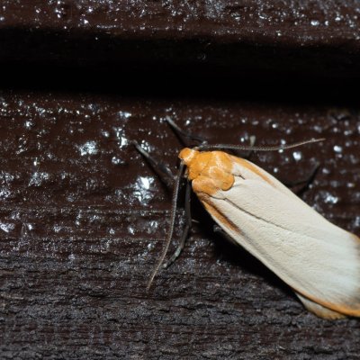 Eilema depressa (lišejníkovec žlutokrajný), SK, Štôla