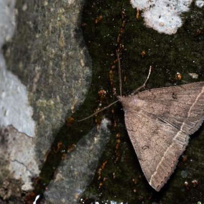 Zanclognatha zelleralis (žlutavka Zellerova), HR, Krasno