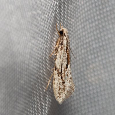 Archinemapogon yildizae (-), Kateřinská jeskyně