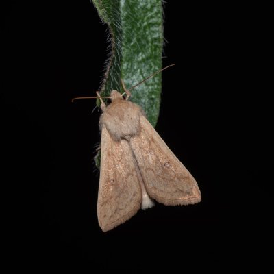 Mythimna vitellina (plavokřídlec žloutkový), Bratčice