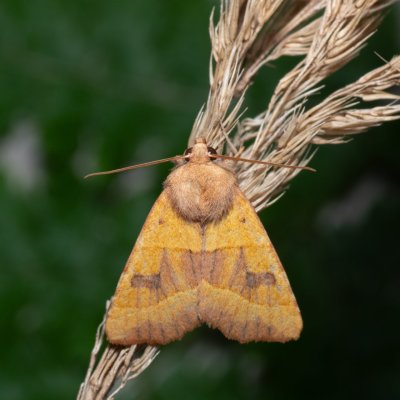 Atethmia centrago (zlatokřídlec jasanový), Henčov