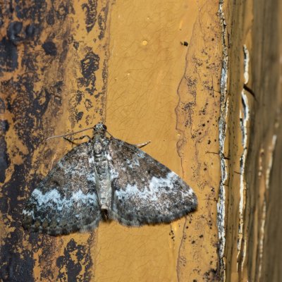 Perizoma alchemillata (píďalka konopicová), SK, Štôla