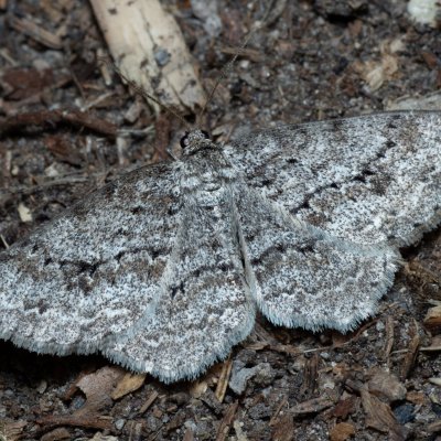 Ectropis crepuscularia (různorožec orlíčkový), Helenčina studánka