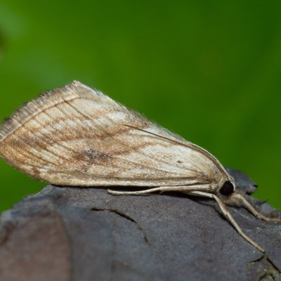 Evergestis forficalis (zavíječ zelný), Devět křížů