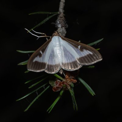 Cydalima perspectalis (zavíječ zimostrázový), Zbýšovská halda