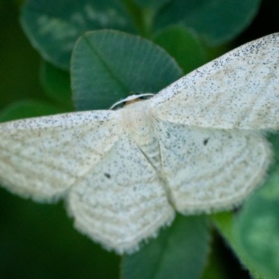 Scopula virgulata (vlnopásník pruhovaný), PR Kamenný vrch