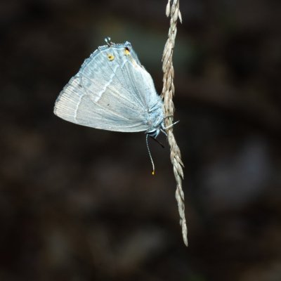 Neozephyrus quercus (ostruháček dubový), Žebětín