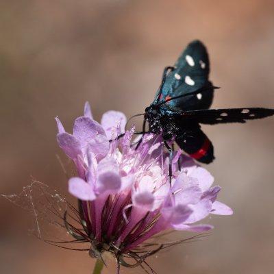 Zygaena ephialtes (vřetenuška čičorková), GR, Spartilas, Korfu