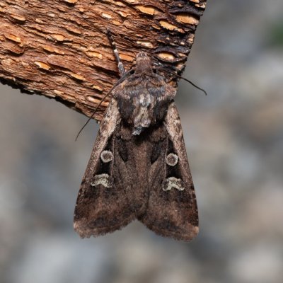 Euxoa obelisca (osenice stepní), Hády