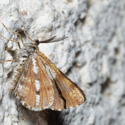 Bupalus piniaria (tmavoskvrnáč borový), SK, Súľov-Hradná