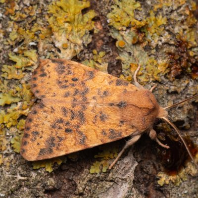 Xanthia gilvago (zlatokřídlec jilmový), Hády - odkaliště