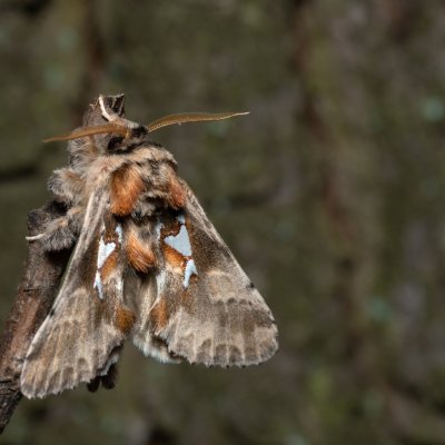 Spatalia argentina (hřbetozubec stříbroskvrnný), PR Bosonožský hájek