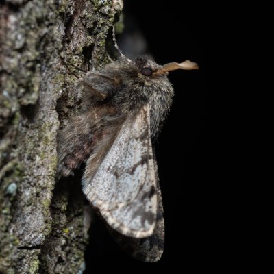 Apocheima hispidaria (drsnokřídlec dubový), Žebětín