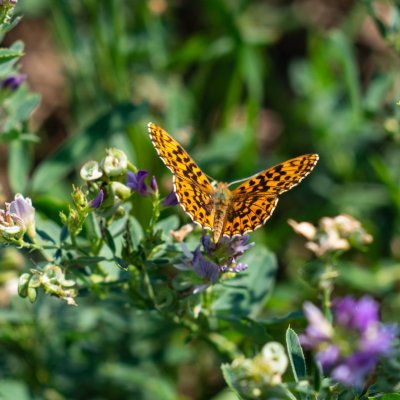 Boloria dia (perleťovec nejmenší), PP Rokytná