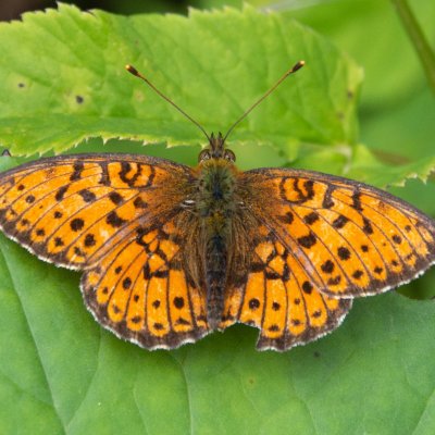 Brenthis ino (perleťovec kopřivový), SK, Belianské Tatry