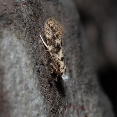 , PR Svatý kopeček