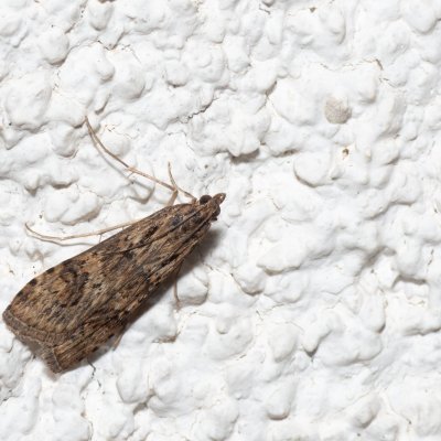 Nomophila noctuella (zavíječ stěhovavý), HR, Jablanac